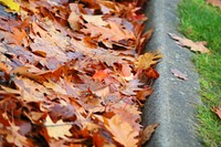 Red Maple leaves, fall season.