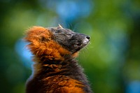 Red ruffed Lemur, primate wildlife.