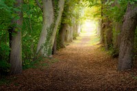 Fairytale-like path, nature walkway.