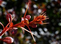 Red blooming bush, wild nature.