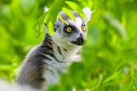 Ring-tailed lemur, primate wildlife.