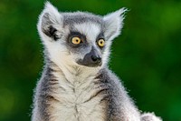 Ring-tailed lemur, primate wildlife.