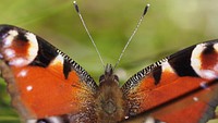 Orange peacock butterfly, nature insect.