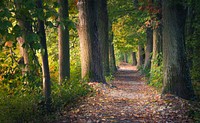 Nature forest path, woods walkway.