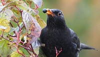 Raven crow, black poultry bird.