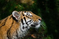 Striped tiger portrait, carnivore wildlife.