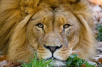 Male lion portrait, carnivore wildlife.