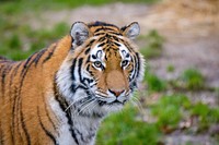 Striped tiger portrait, carnivore wildlife.