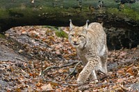 Lynx, wild cat, carnivore animal.