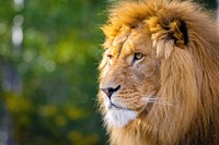 Male lion portrait, carnivore wildlife.