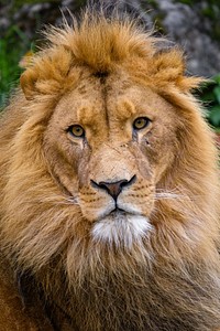 Male lion portrait, carnivore wildlife.