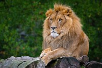 Male lion laying, carnivore wildlife.