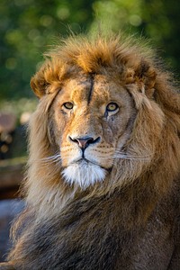 Male lion portrait, carnivore wildlife.