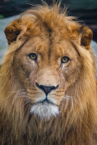 Male lion portrait, carnivore wildlife.