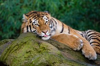 Laying striped tiger, carnivore wildlife.