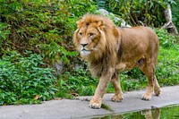 Male lion walking, carnivore wildlife.