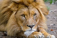 Male lion portrait, carnivore wildlife.