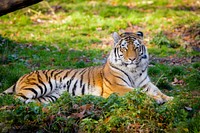 Striped tiger laying, carnivore wildlife.