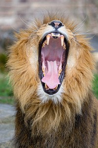 Male lion yawn, carnivore wildlife.