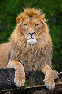 Male lion portrait, carnivore wildlife.