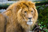 Male lion portrait, carnivore wildlife.