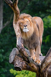 Male lion standing, carnivore wildlife.