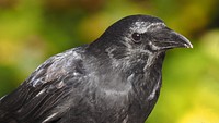 Rabenkrähe, black crow bird portrait.