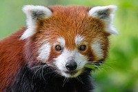 Red panda, endangered herbivore wildlife.