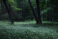 Forest, green nature, blooming grassland.