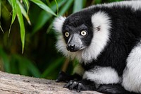 Black and white ruffed lemur