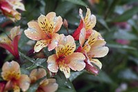 Peruvian lilies, Alstroemeria flowering plant.