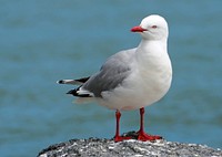 Red billed gull, wild bird.