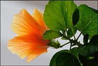 Orange hibiscus blooming flower.