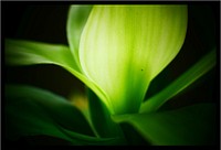 Nature green leaves, aesthetic plant.