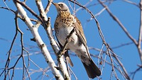 Fieldfare, wild animal, poultry bird.