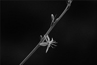 Black, white Spider plant flower.