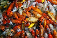 Feeding Japanese Koi fish carpet.