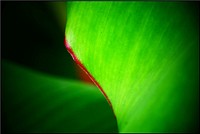 Banana leaf, aesthetic green nature.