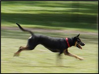 Park running playful happy dog. 