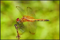 Golden dragonfly, nature flying insect.