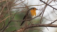 Nature bird, tree branch grabbing.