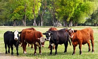 Steers, bullock, young neutered male cattle primarily raised for beef.