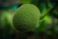 Baby jackfruit, green natural tree.