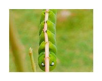 Green worm, insect stages metamorphosis.