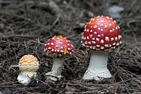 Fly agaric, Amanita muscaria, can be seen in autumn in pine plantations. They contain hallucinatory poisons, and death can result quickly if they are eaten.