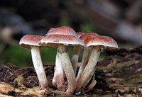 Cortinariaceae, a large family of gilled mushrooms found worldwide, containing over 2100 species.The family takes its name from its largest genus, the varied species of the genus Cortinarius.
