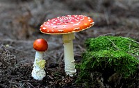 Fly Agaric, Amanita muscaria, is a muscimol mushroom.