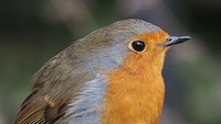 Rotkehlchen bird portrait, poultry animal.