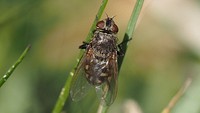 Pollenia sp, fly bug insect.