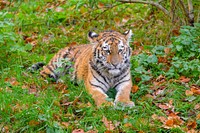 Siberian striped tiger, carnivore animal.